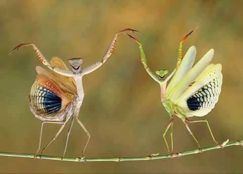 An Insect's Query