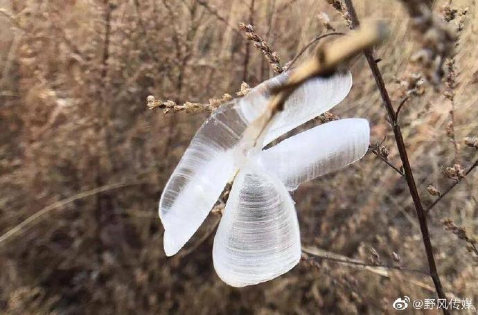 不要忘记 寒夜里有冰蝴蝶在飞