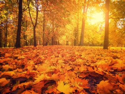 Through Autumnal Trees...
