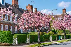 Blossoms Unfolding...