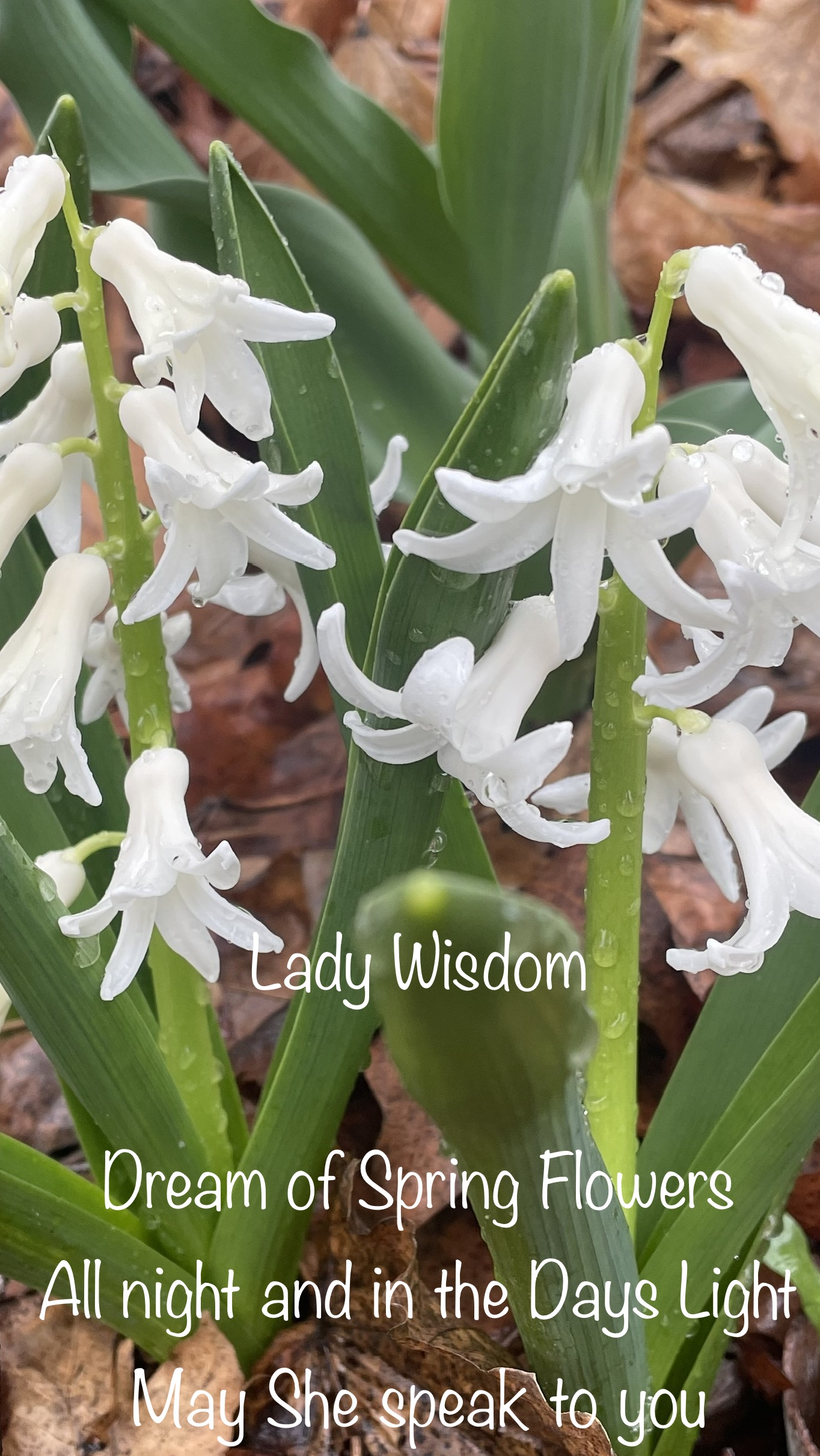 Lady Wisdom