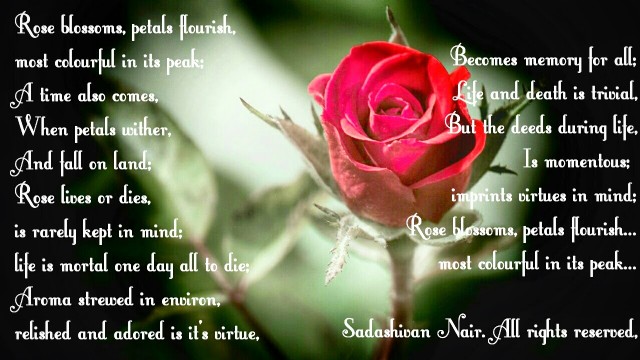 Rose Blossoms, Petals Flourish, Most Colourful In Its Peak ...