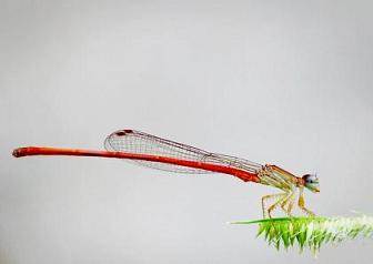 The Needle Dragonfly (Quatrains)