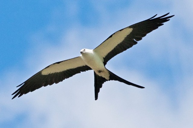 Swallow Tail Kite Haiku