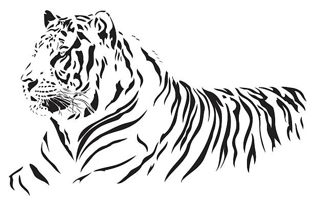 Elusive Tiger