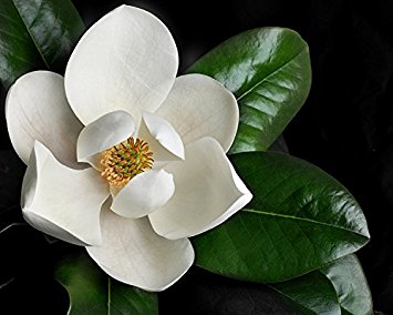 Soul Of Magnolias