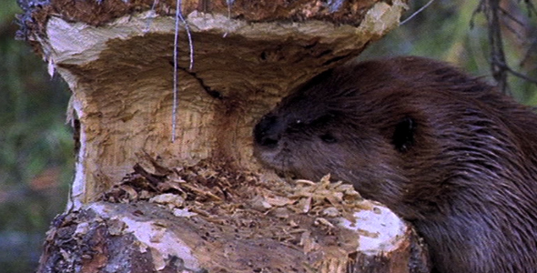 Demise Of A Beaver