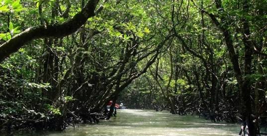 The Mangrove Ride