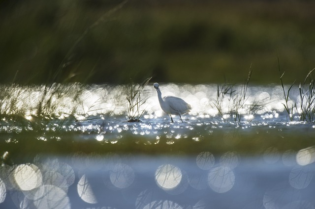 Watery