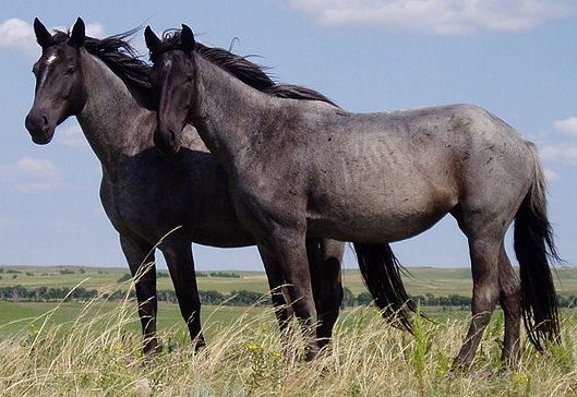 Hercules And Nati