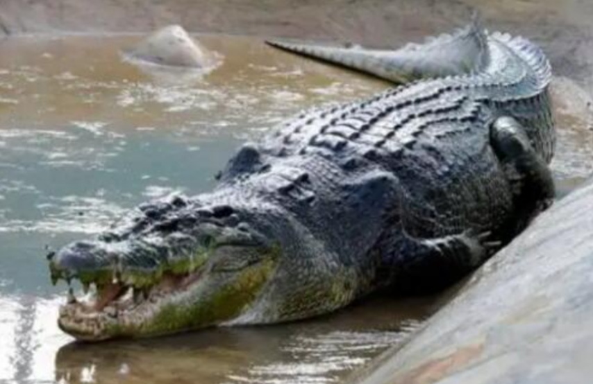 Crocodiles, The Living Fossils