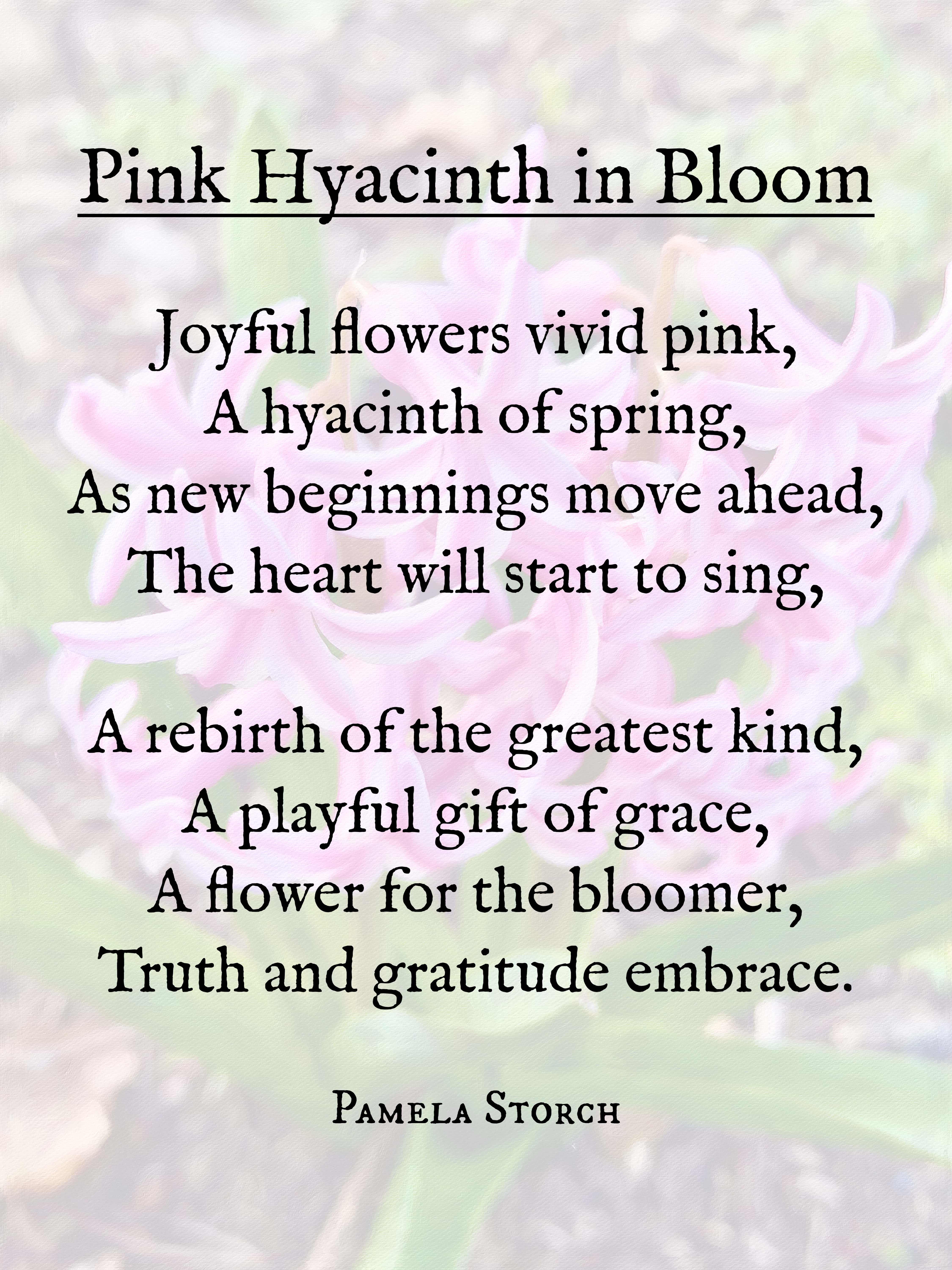 Pink Hyacinth In Bloom