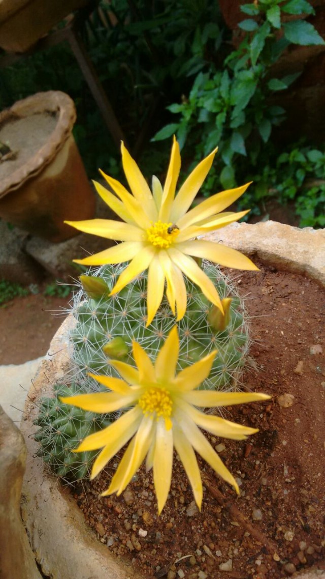 Tumko Dekha To Yeh Khayaal Aaya (Cactus Flower-Pic Attached)