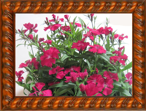 Dianthus