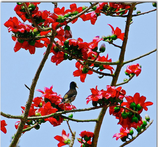 শিমুল