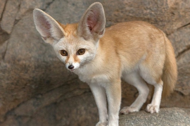 Square Poems 24: Fennec Acrostic
