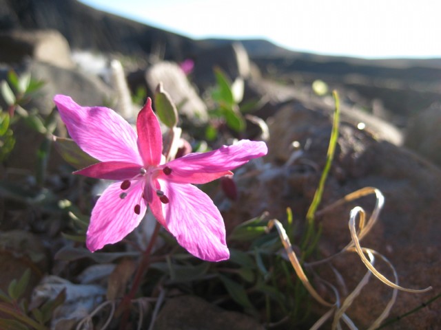Arctic Flower
