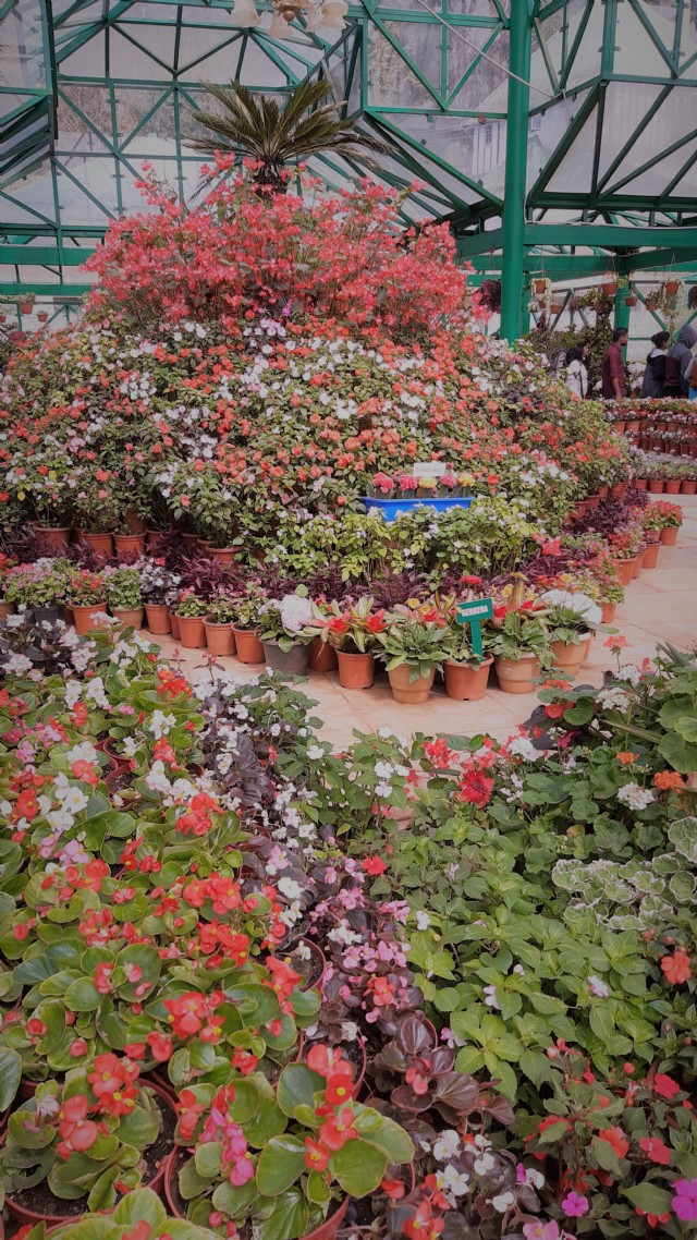 Coonoor Ooty 3 - The Natural Bouquets Of Flowers In Ooty