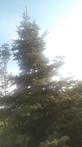 {έλατο: Πρότυπο Αυτοσυντήρησης}