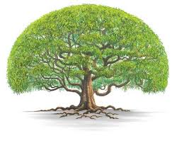 Pentasi B -Big Tree