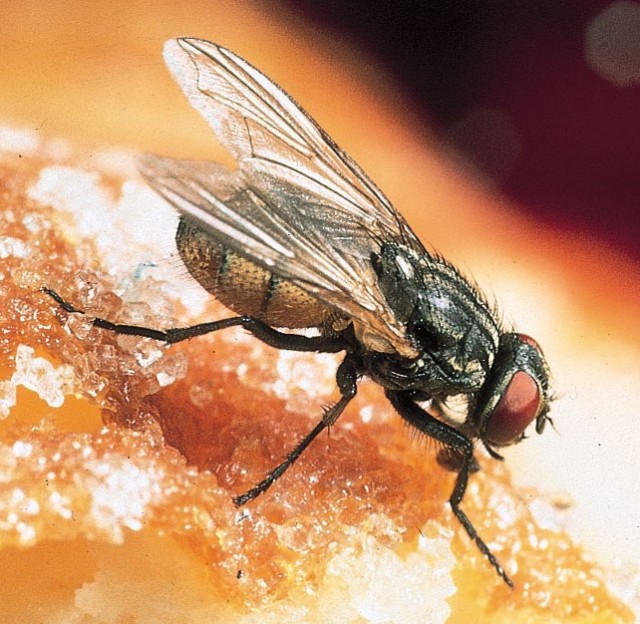 Reply To The Fly Upon The Wall By John Yaws