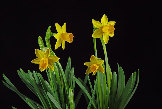 Daffodil Night