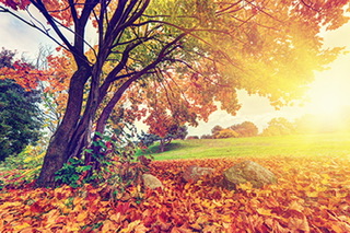The Cycle Of Nature