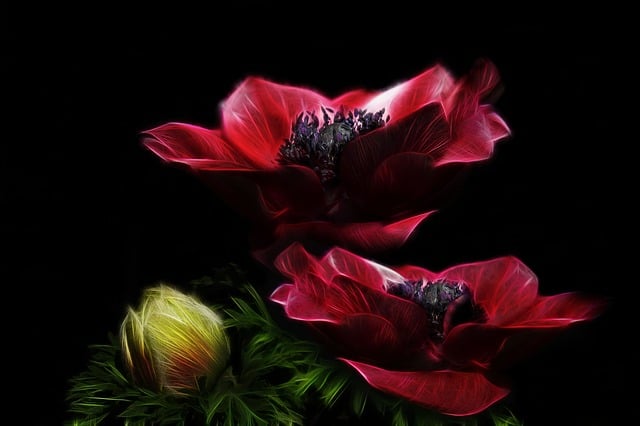 Shadow Flowers