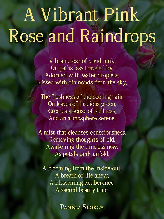 A Vibrant Pink Rose And Raindrops