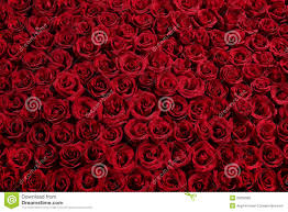 Roses Bed