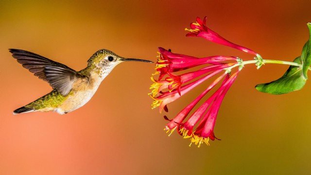 Humming Bird