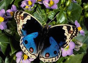 A Beautiful Butterfly