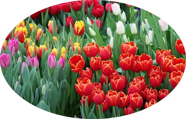Flower Garden