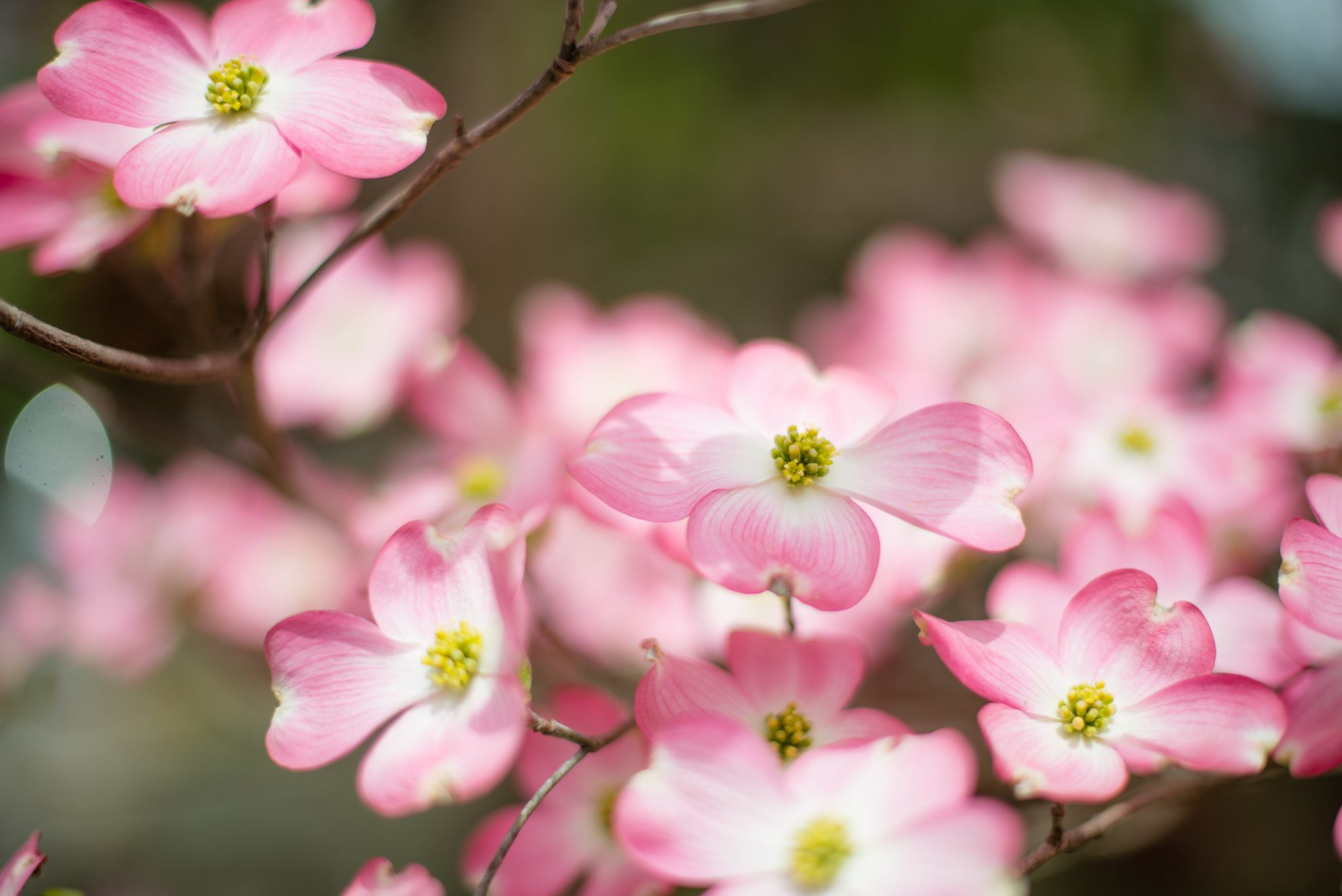 The Time Of The 
         Dogwood Tree