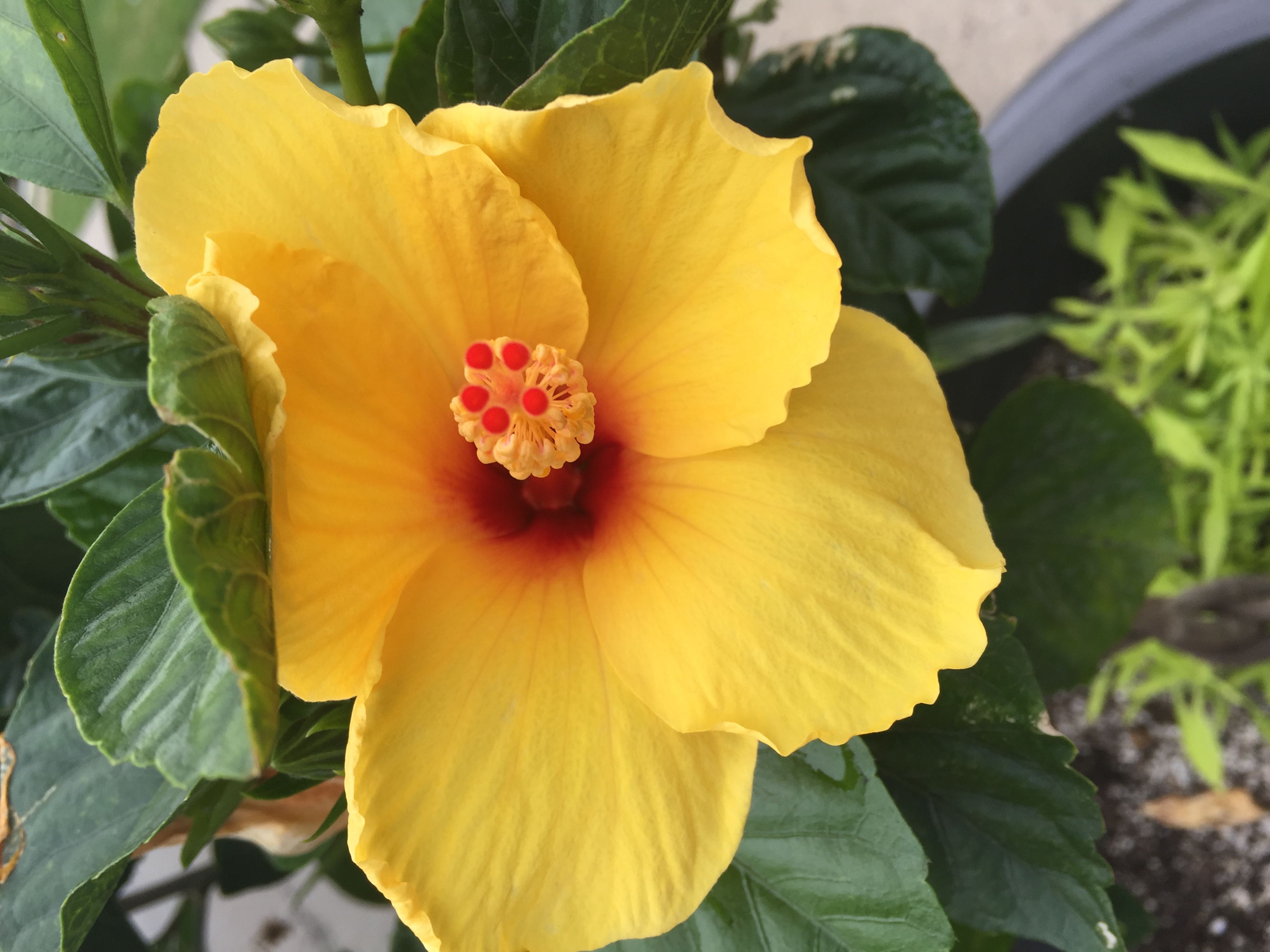 Pensando En Una Primavera Divina