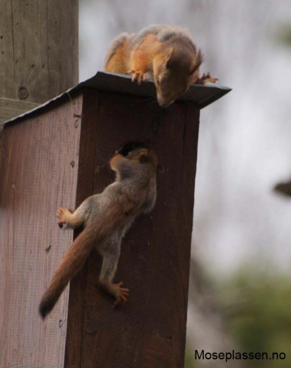 Progress In The Maple Tree.
