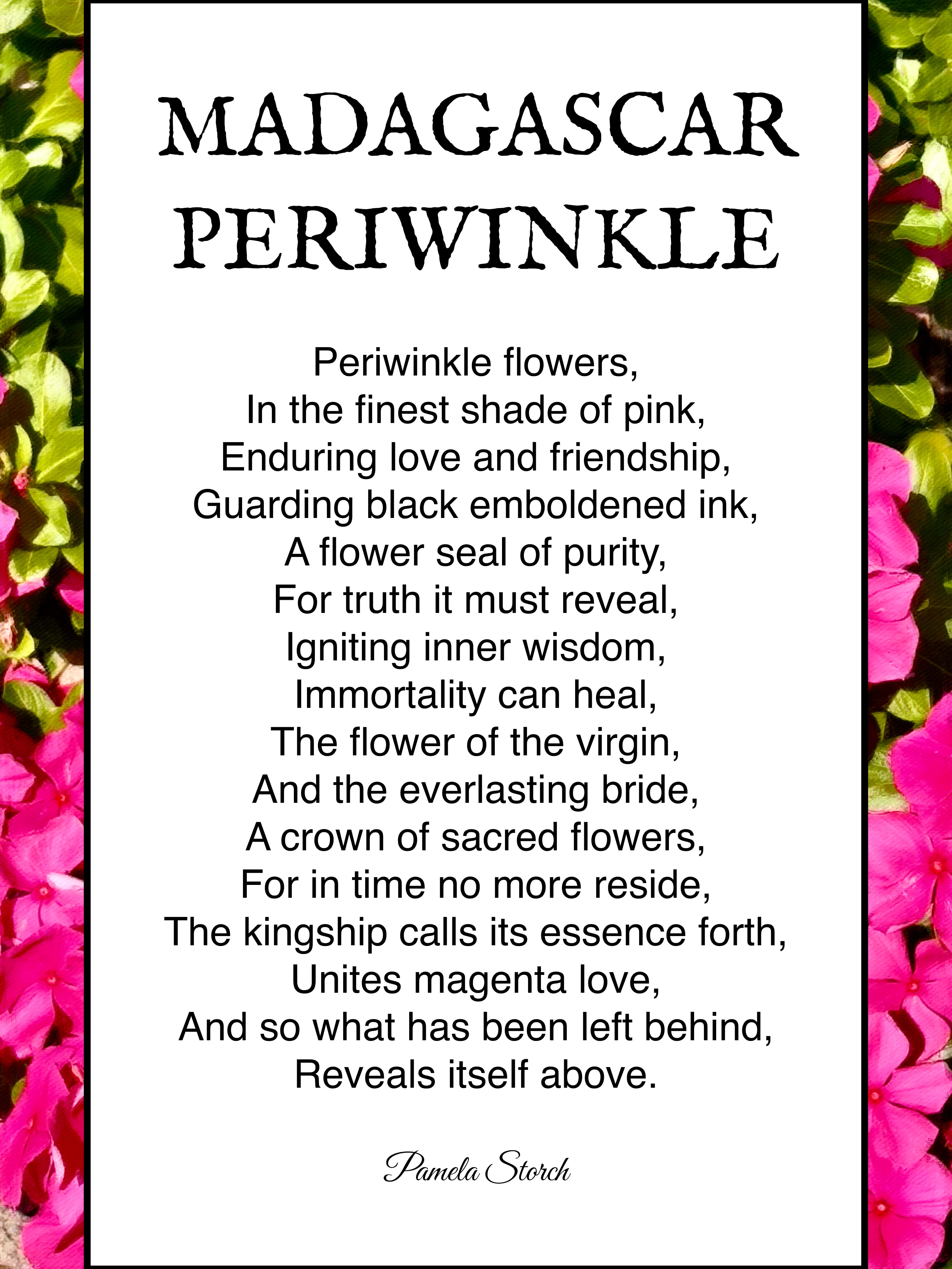 Madagascar Periwinkle