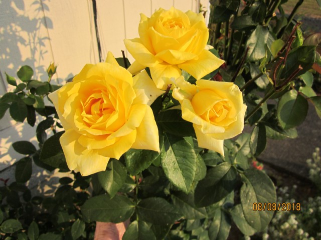 Beautiful Yellow Gems