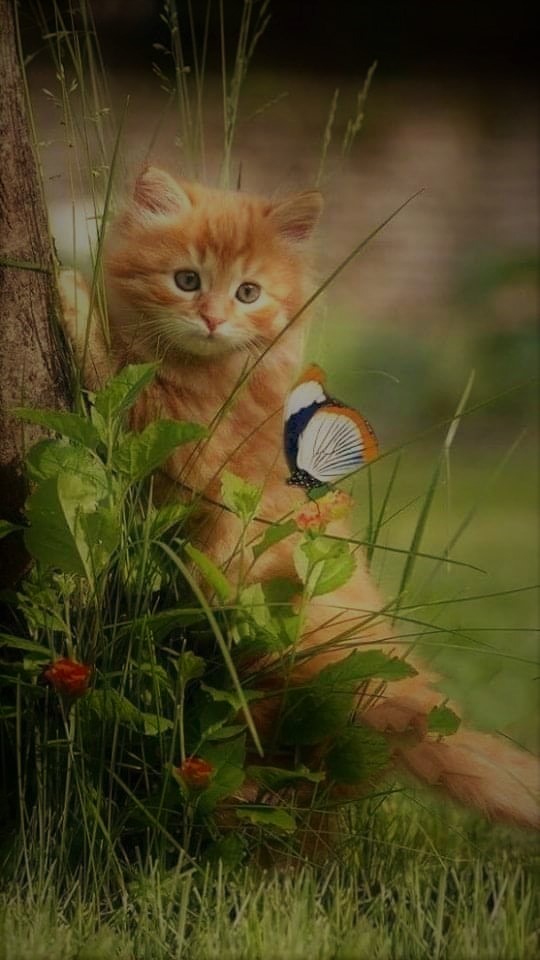 Butterfly 4 - The Fascinating Butterfly & The Cat