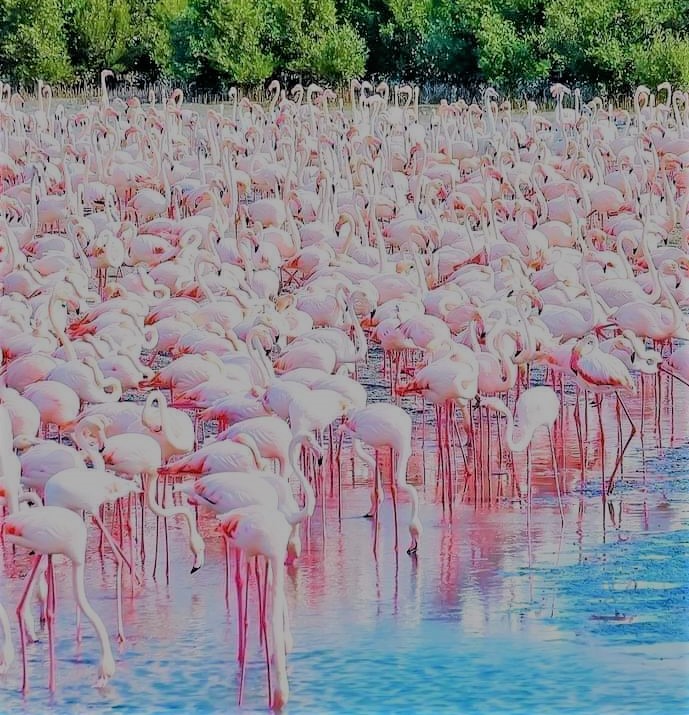 Bird Colours 7 - Lovely Pink Flamingos