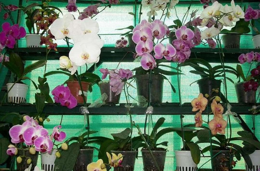 The Orchid Flowers...!