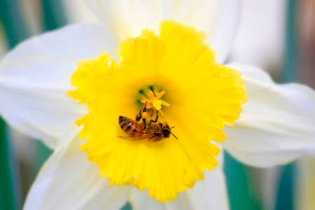 Like A Daffodil Flower And Honey Bee Love