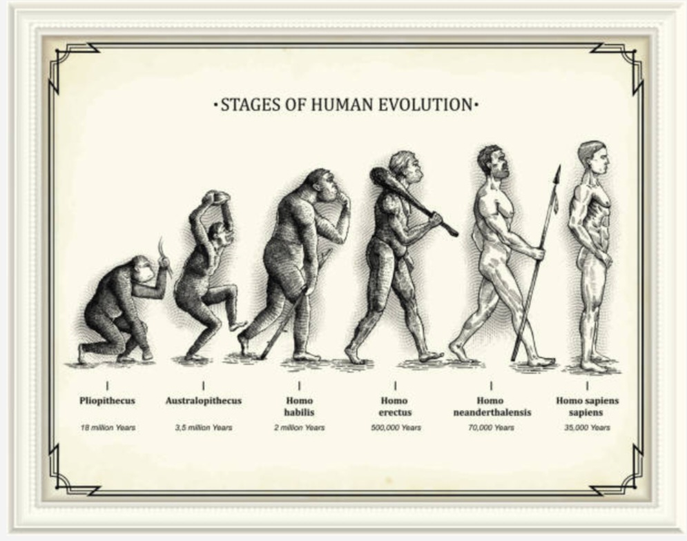 Homo Neanderthalensis
