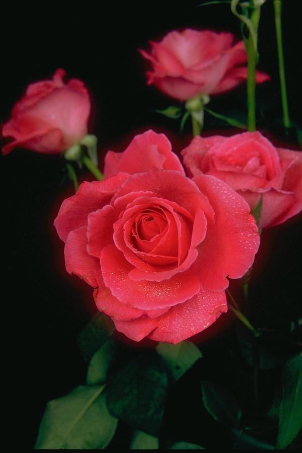 Flower 5 - The Pretty Pink Rose Poem by Dr. Geeta Radhakrishna Menon