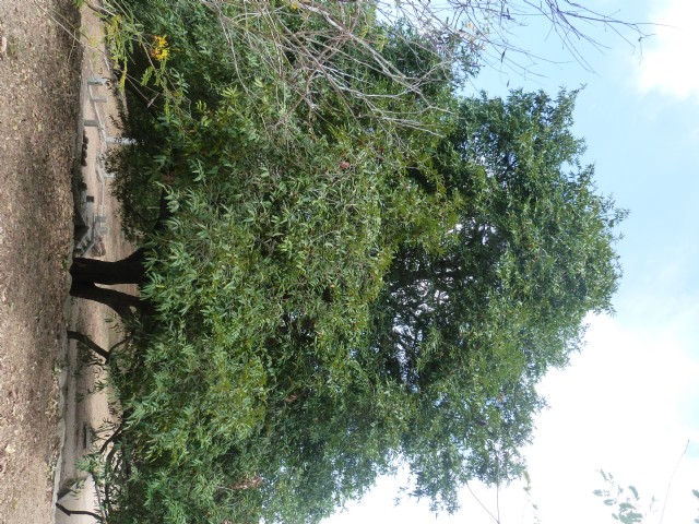 Grow A Tree