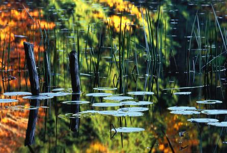 Tranquility(Qī Lǜ)