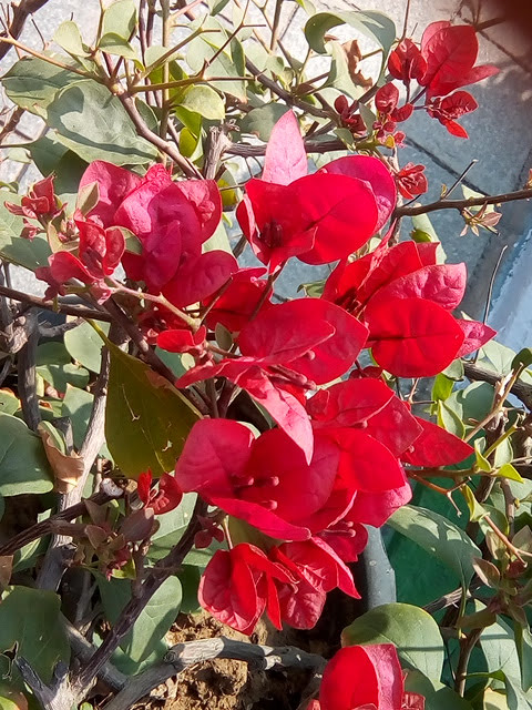 Official Bougainvilleas