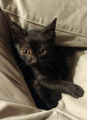 Bobby Kitten's Recovery