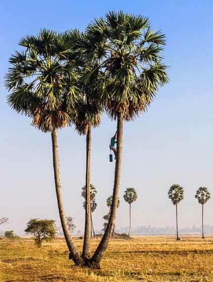 Palmyraa Natural Gift