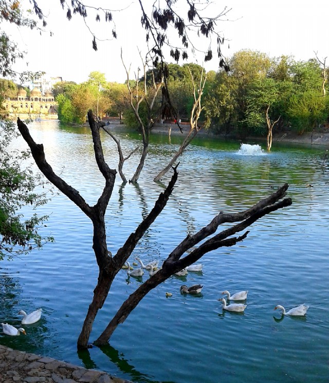 Environment 19 - The Ducks, Lake & The Trees